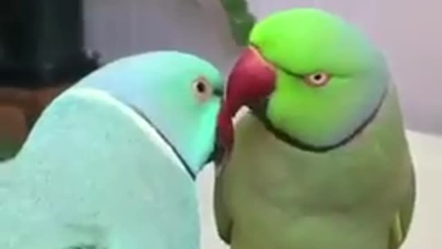 🦜🦜😍🥰 Amazing parrot video | Amazing birds parrot funny compilation 2021 ####