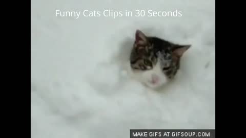 Funny Cats Clips in 30 Seconds 1