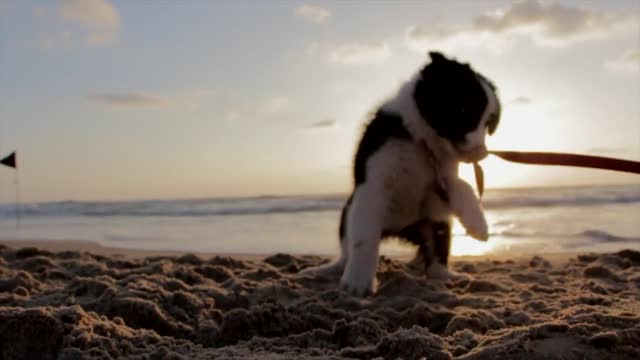 Dog on the beach