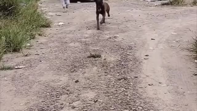 CUTE DOGS Smart Dog