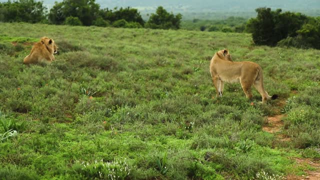 Lioness in the Fields