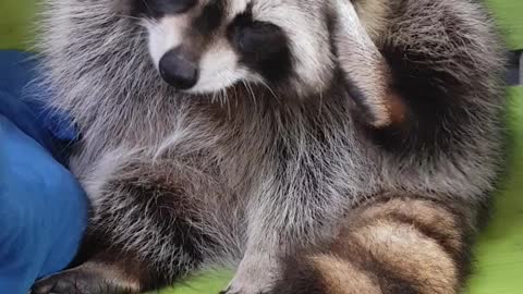 Raccoon with itchy ears