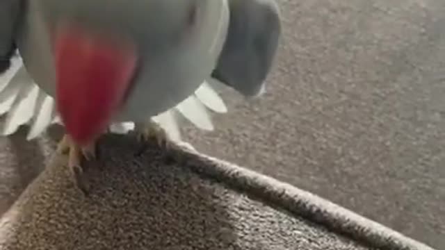 Parrot arguing with owner not to go for a walk