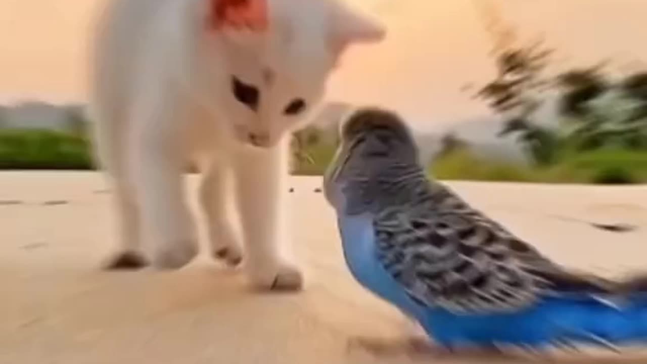 Cat & Parrot Beautiful Video