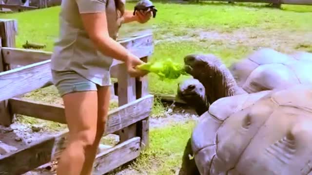 Kinda an amazing fact about these giant Aldabra tortoises 🐢