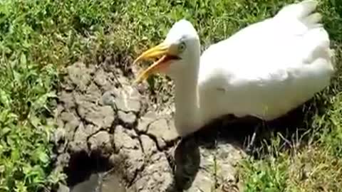 Clever bird hunts Big Catfish in a Dry-Fish-Hole