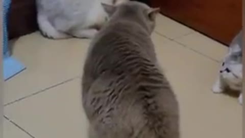 Funny cat reaction