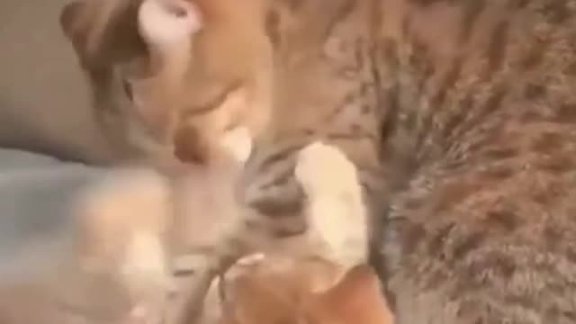 CAT PLAYS WITH HIS MOTHER IN SOFA - FUNNY CATS AND CUTE #SHORTS