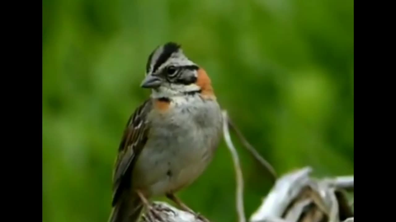 TICO-TICO SINGING