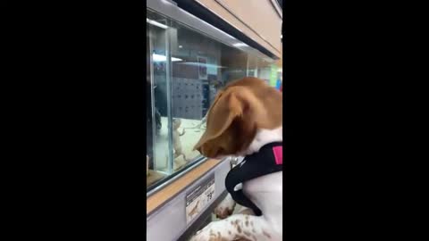 Dachshund and lizard are playing on opposite sides of the glass!