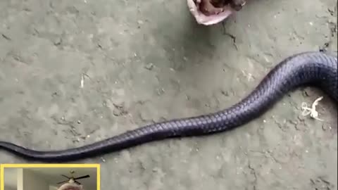 OMG FATTY COBRA