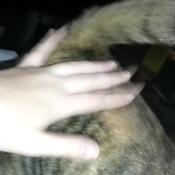 My cat loves her butt petted