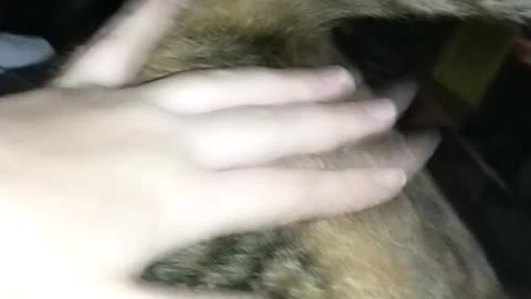 My cat loves her butt petted