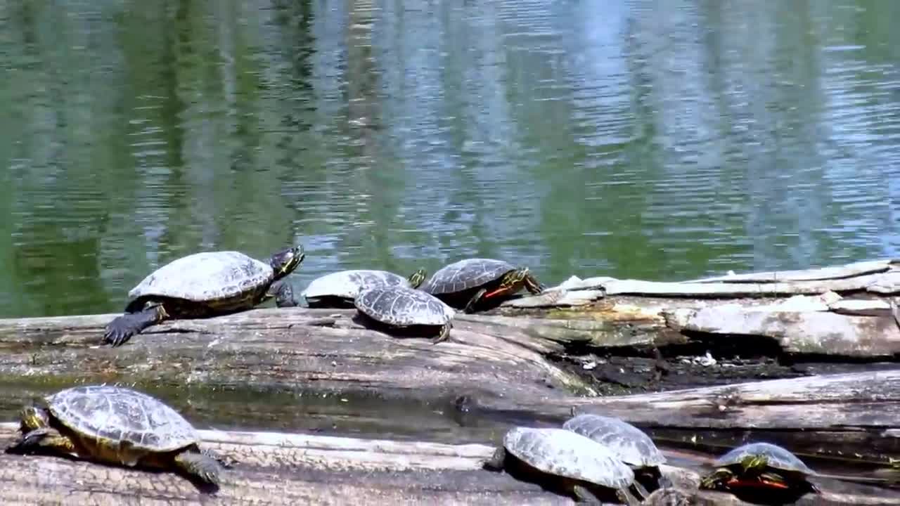 Small turtles chilling on the lake side