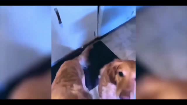 funny animal videos 2022 😂 - best dogs and cats videos 😺😍 #19 - animal network animal network