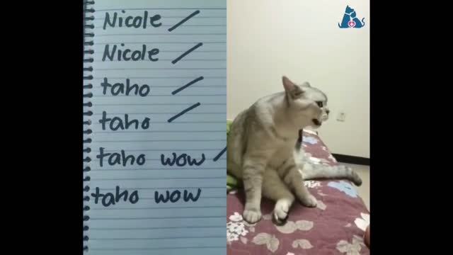 Cats talking !! these cats can speak english better than hooman -2