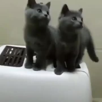 This is so funny 2 little kittens