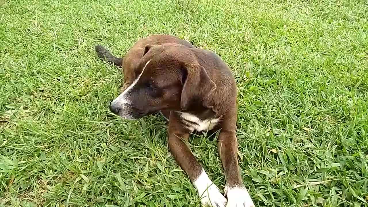 Filhote de cachorro relaxando