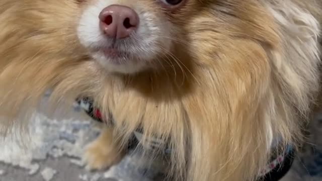 fy#mood#dogs#petlovers#cute