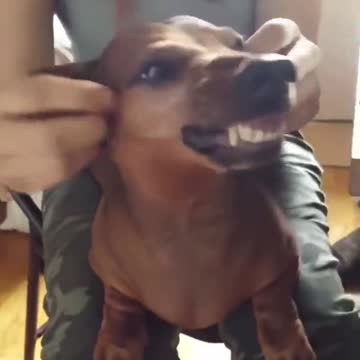 This dog loves massage