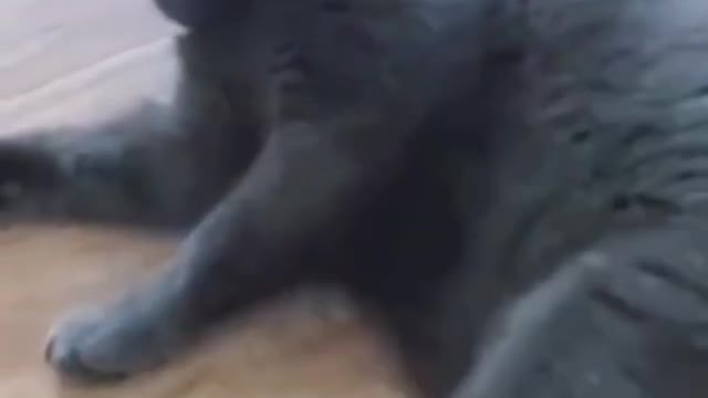 5 funny video for animals