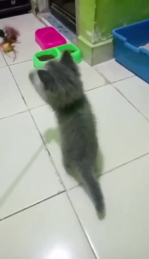 ACTIVE AND Adorable CAT