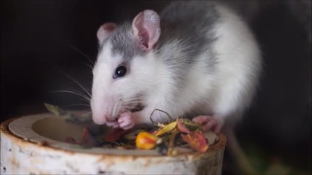 ππππππππcomiendo jaja rico...