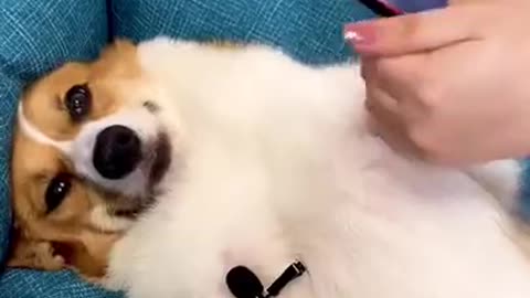 Dog make up