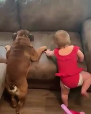 Biby vs dog funny funny