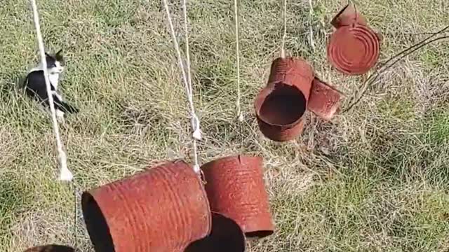 Old utensils hanged to scare animals in the farms