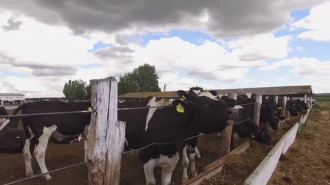 Cows are eating hay. Group of animals near fence. Livestock must be fed regularly.