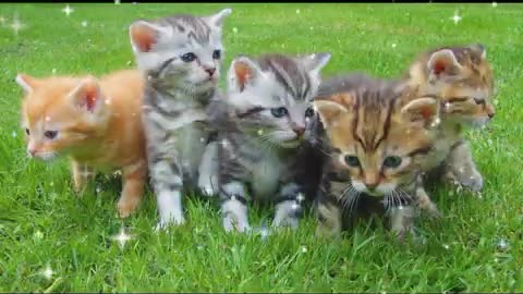 CUTE CAT VIDEO