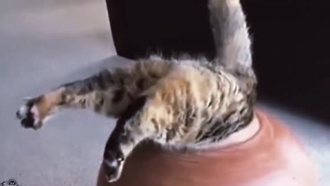 Funny Cat got Stocked in the Jar