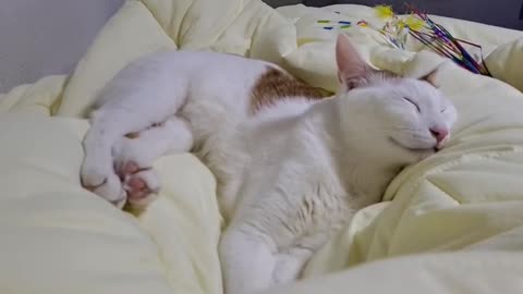 Twerking by a cute cat while sleeping