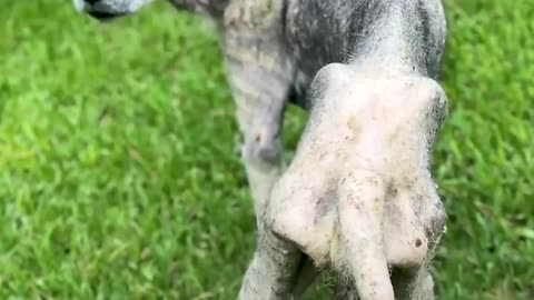 Walking skeleton turns into the most beautiful husky