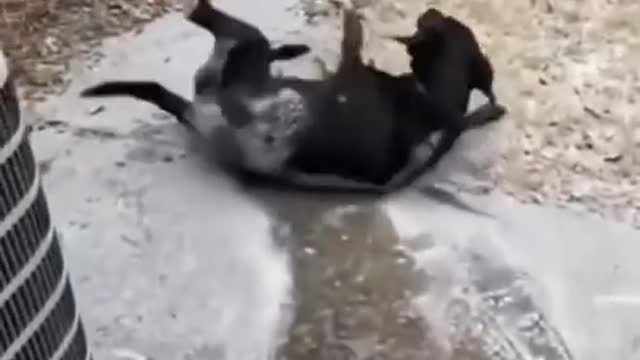 These are some of best FUNNY DOG videos in 2021 - TRY NOT TO LAUGH FUNNY VIDEOS