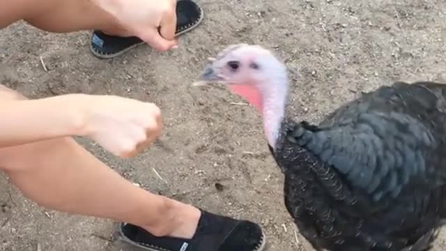 Turkey tries to find rock in lady's hand