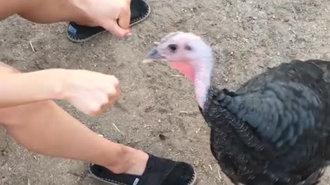 Turkey tries to find rock in lady's hand