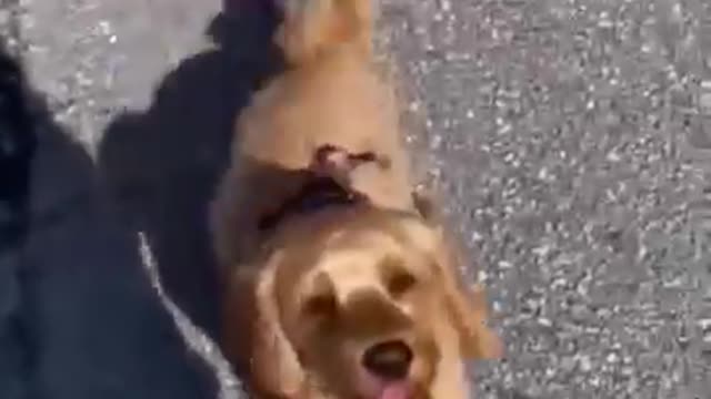Dog Videos
