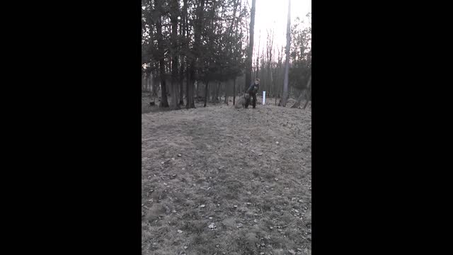 Dog playing fetch drags boy across yard