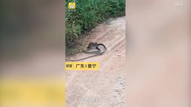 Snake VS Rat