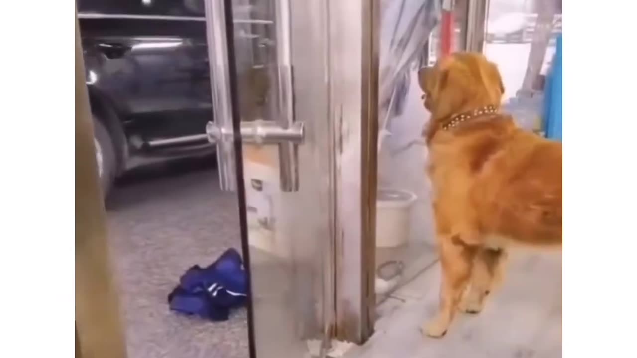 😂Funny animal 🤣🤣