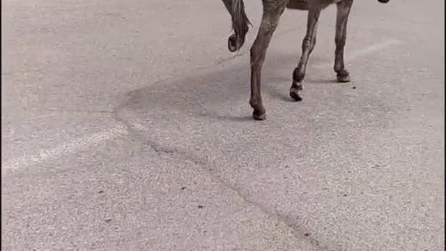 donkey goes to work to look not sorry