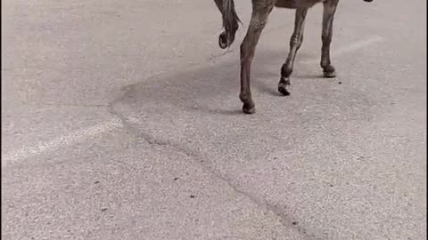 donkey goes to work to look not sorry