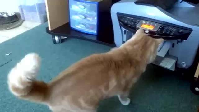 A cat vs Printer