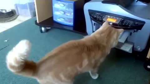 A cat vs Printer