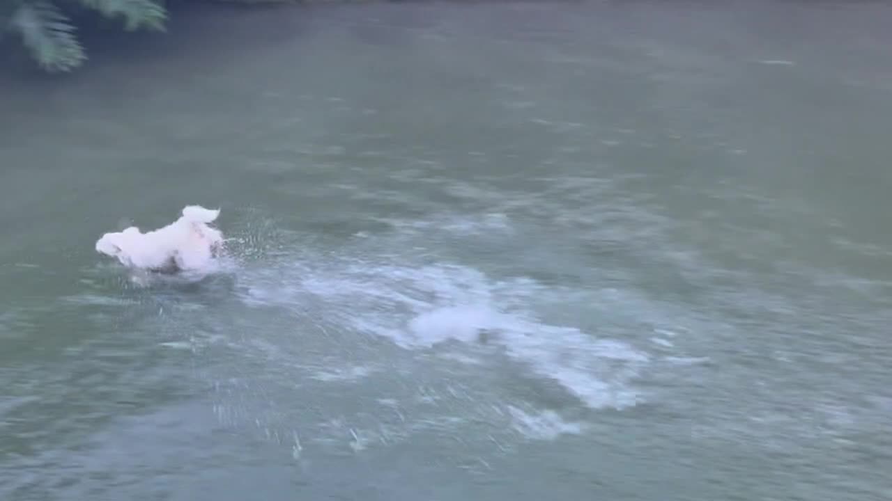 Funny Dog Video :Dog Running On Water