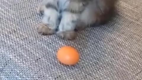 cat's confusing behavior