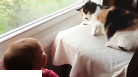 behaviour of pets and baby make your day