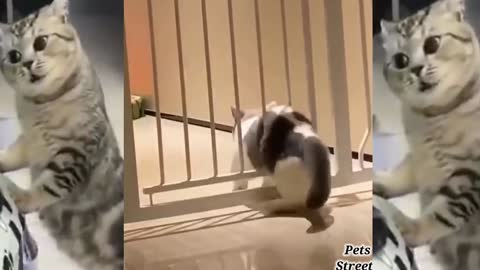 Super Cute Cats | Best Funny Cat Videos 2021 |